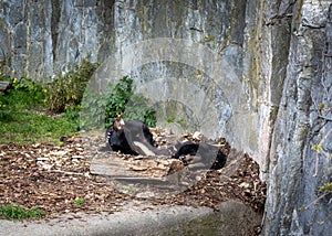 A young, lazyÂ himalayan black bear (Ursus thibetanus) lying in his lair.